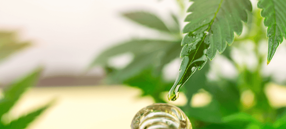 what is CBD? information about CBD? Essentia CBD. Best CBD in the UK. where to find information about CBD. where to buy CBD 